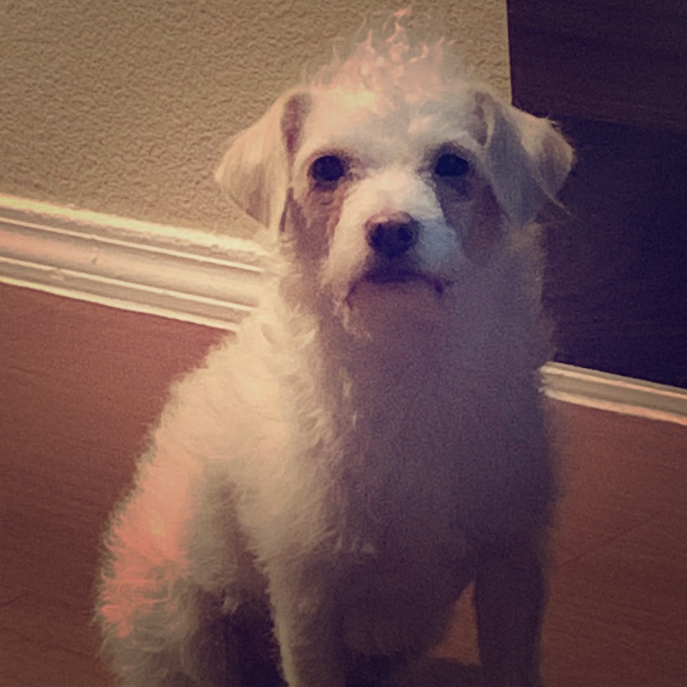 Meet your Posher, Charlie